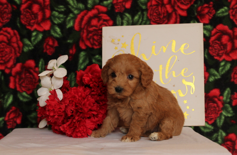 puppy, for, sale, Pomsky, Matthew B. Stoltzfus, dog, breeder, Gap, PA, dog-breeder, puppy-for-sale, forsale, nearby, find, puppyfind, locator, puppylocator, aca